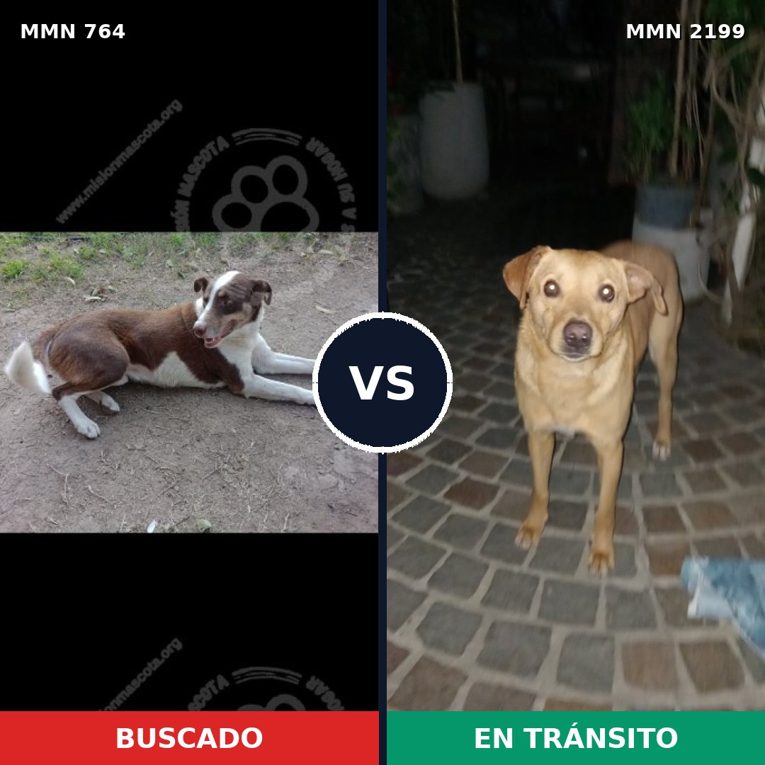 Comparativa MMS 66025: mascota perdida y mascota encontrada, 45% de similitud