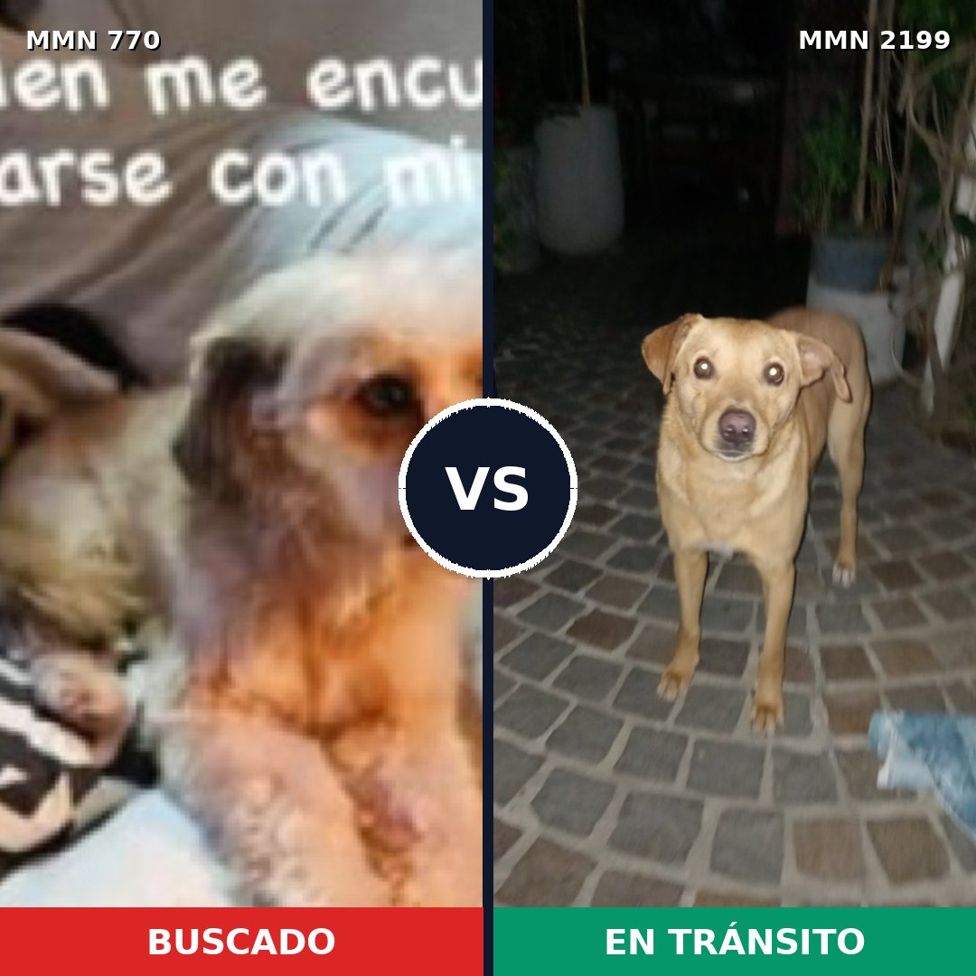 Comparativa MMS 66026: mascota perdida y mascota encontrada, 66% de similitud