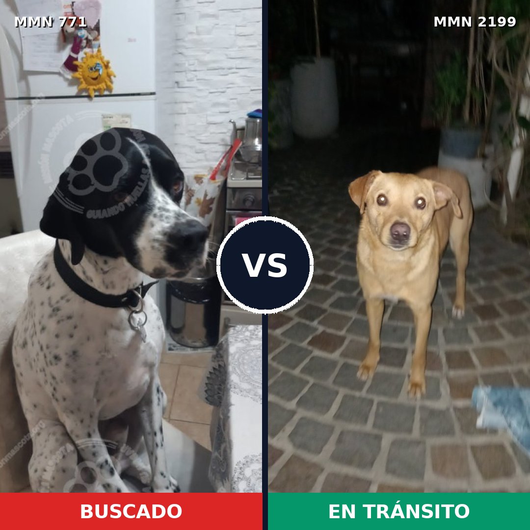 Comparativa MMS 66027: mascota perdida y mascota encontrada, 41% de similitud