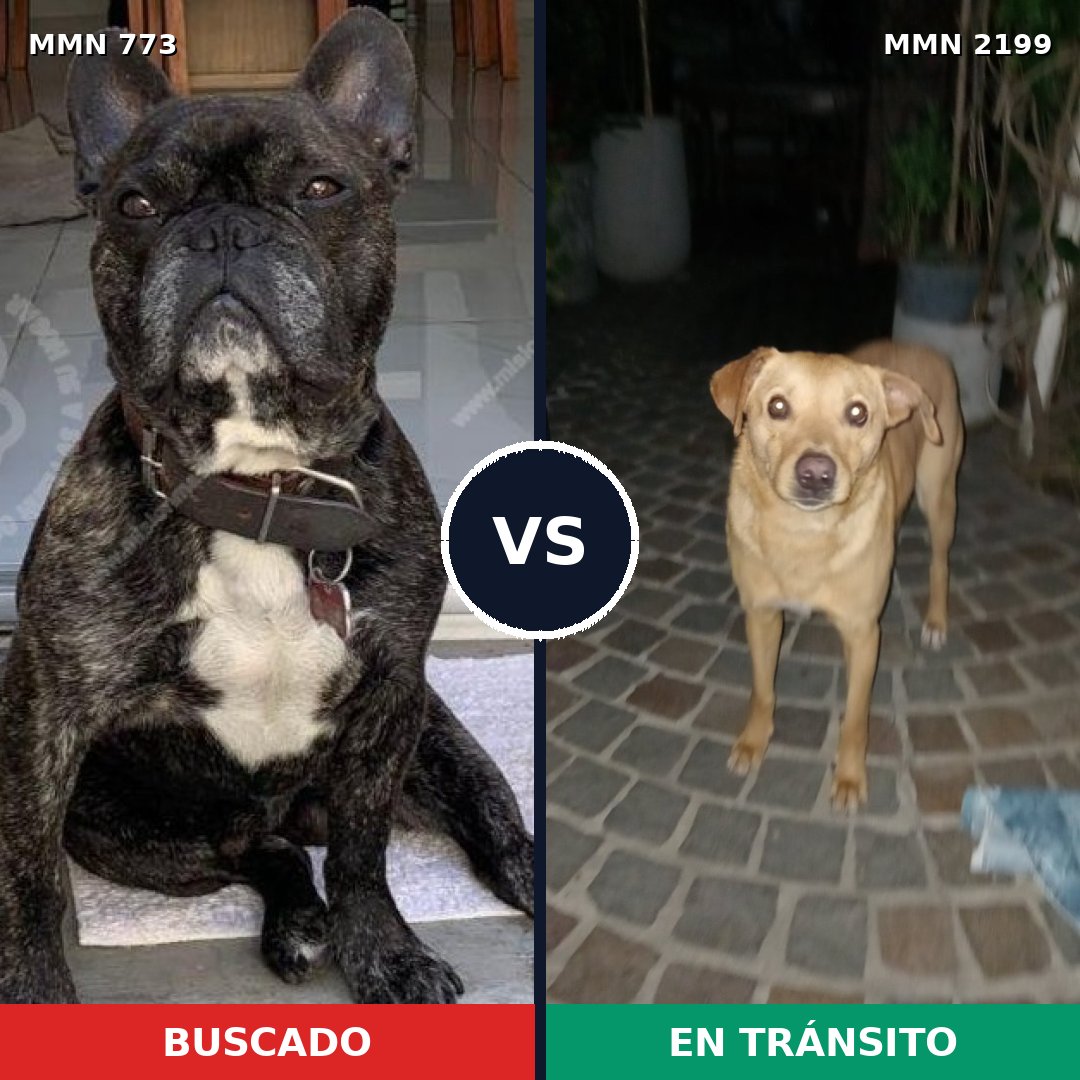 Comparativa MMS 66028: mascota perdida y mascota encontrada, 42% de similitud