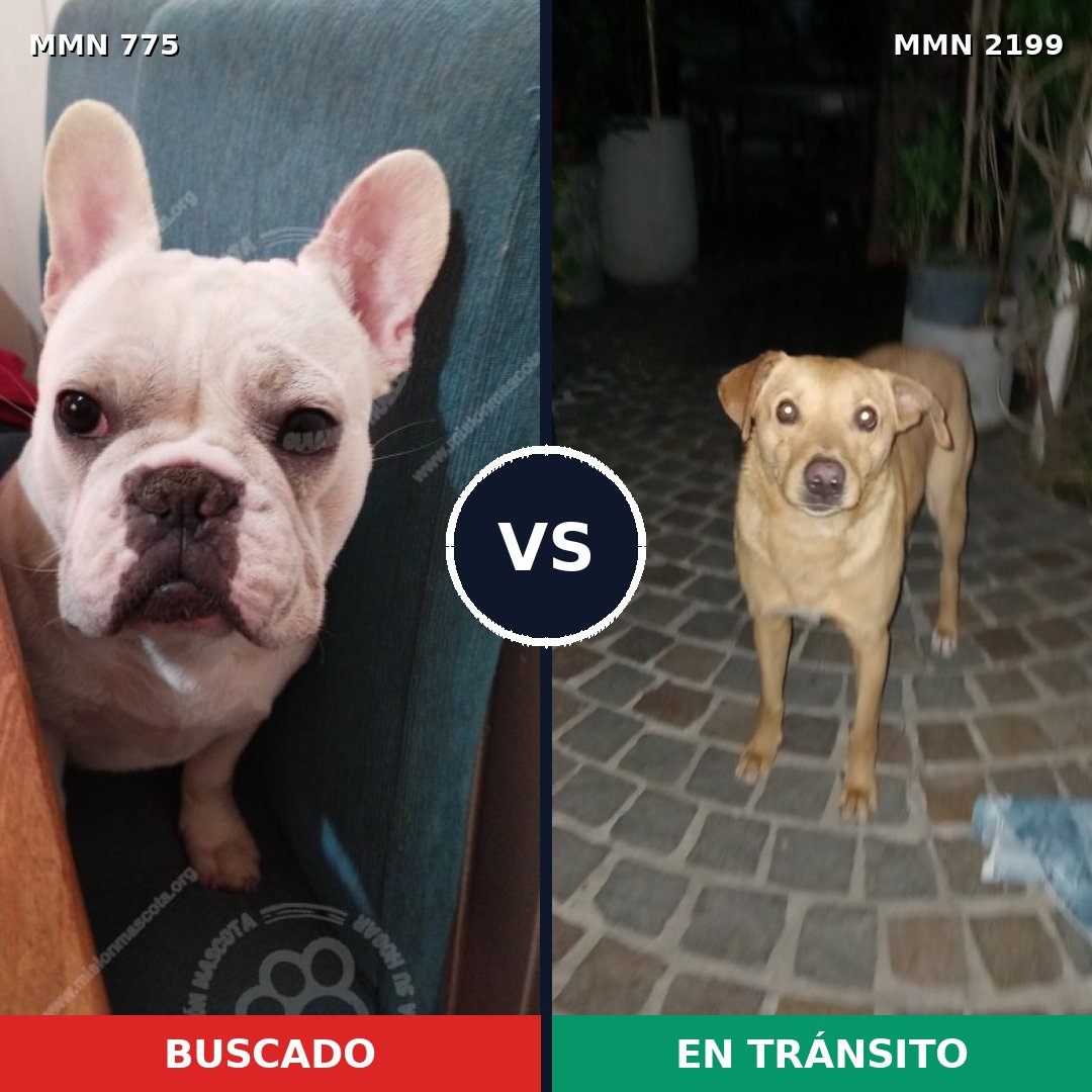 Comparativa MMS 66029: mascota perdida y mascota encontrada, 41% de similitud