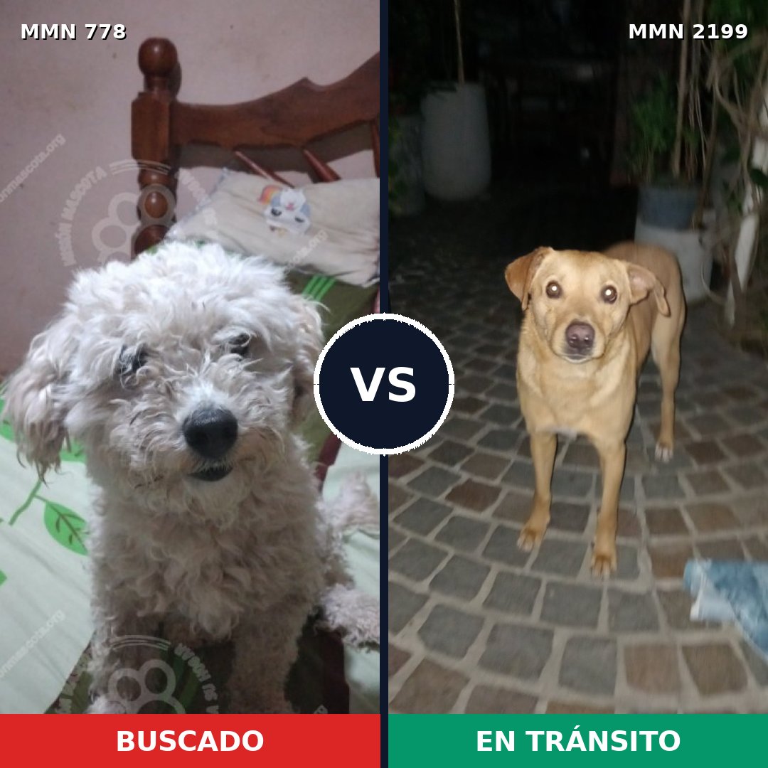 Comparativa MMS 66030: mascota perdida y mascota encontrada, 52% de similitud