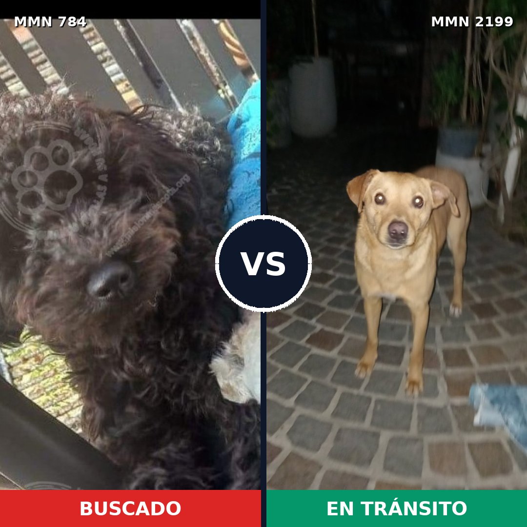 Comparativa MMS 66031: mascota perdida y mascota encontrada, 39% de similitud
