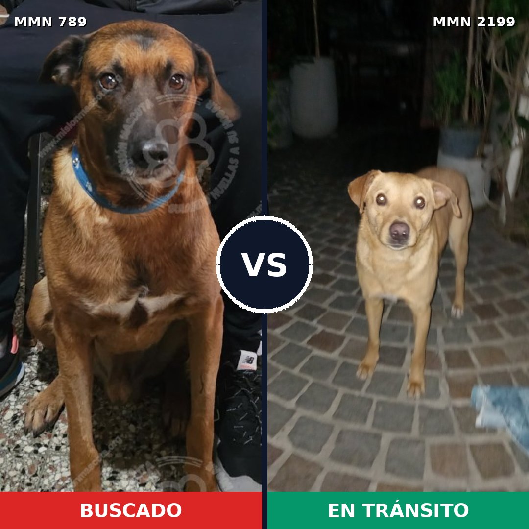 Comparativa MMS 66032: mascota perdida y mascota encontrada, 59% de similitud