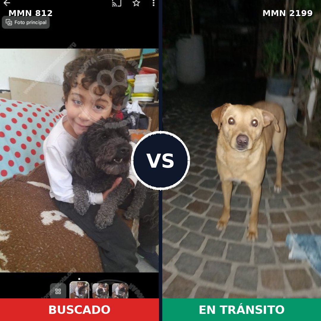 Comparativa MMS 66034: mascota perdida y mascota encontrada, 31% de similitud