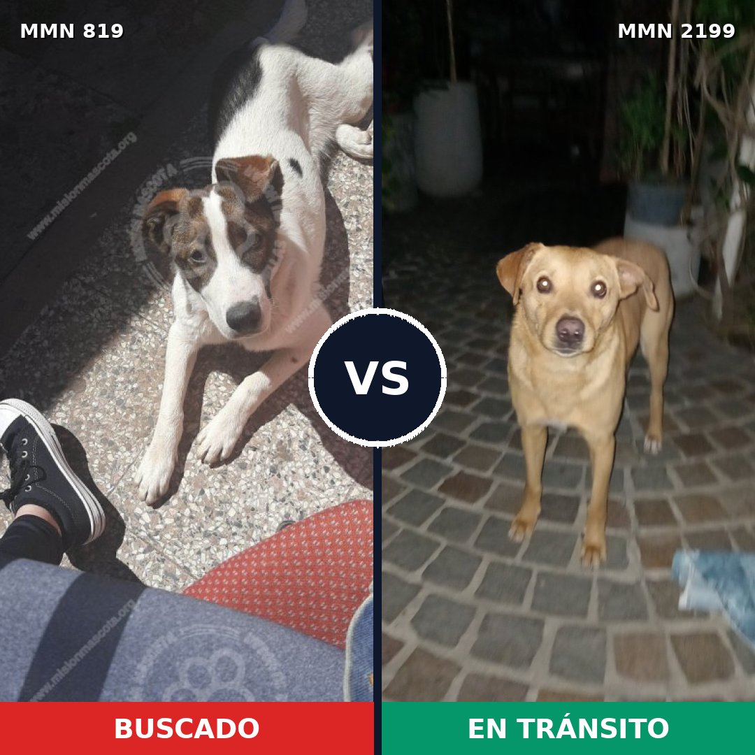 Comparativa MMS 66035: mascota perdida y mascota encontrada, 78% de similitud