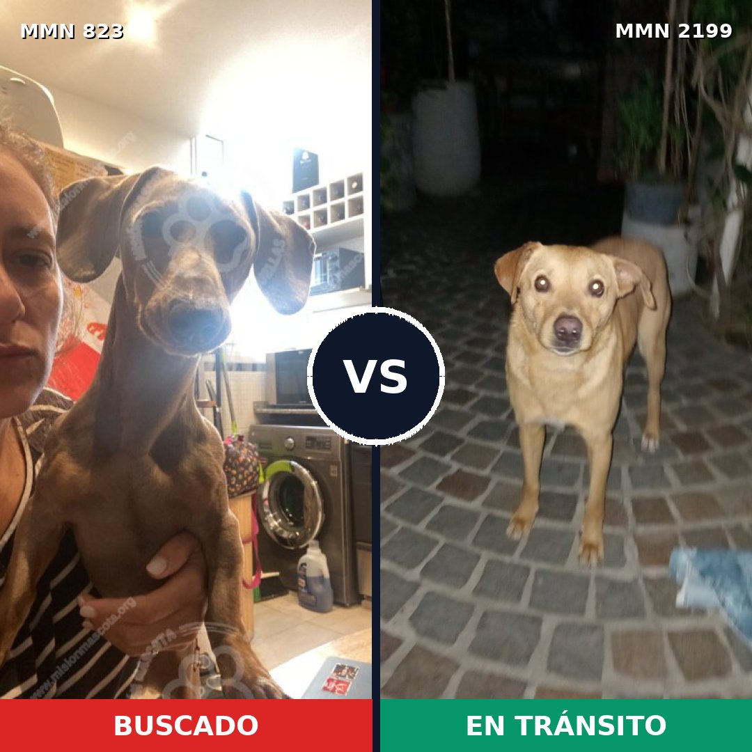 Comparativa MMS 66036: mascota perdida y mascota encontrada, 36% de similitud