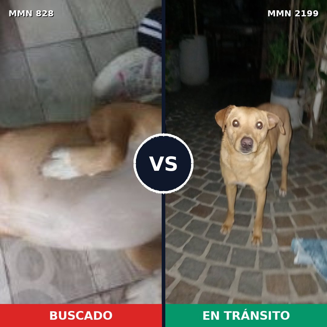 Comparativa MMS 66037: mascota perdida y mascota encontrada, 89% de similitud