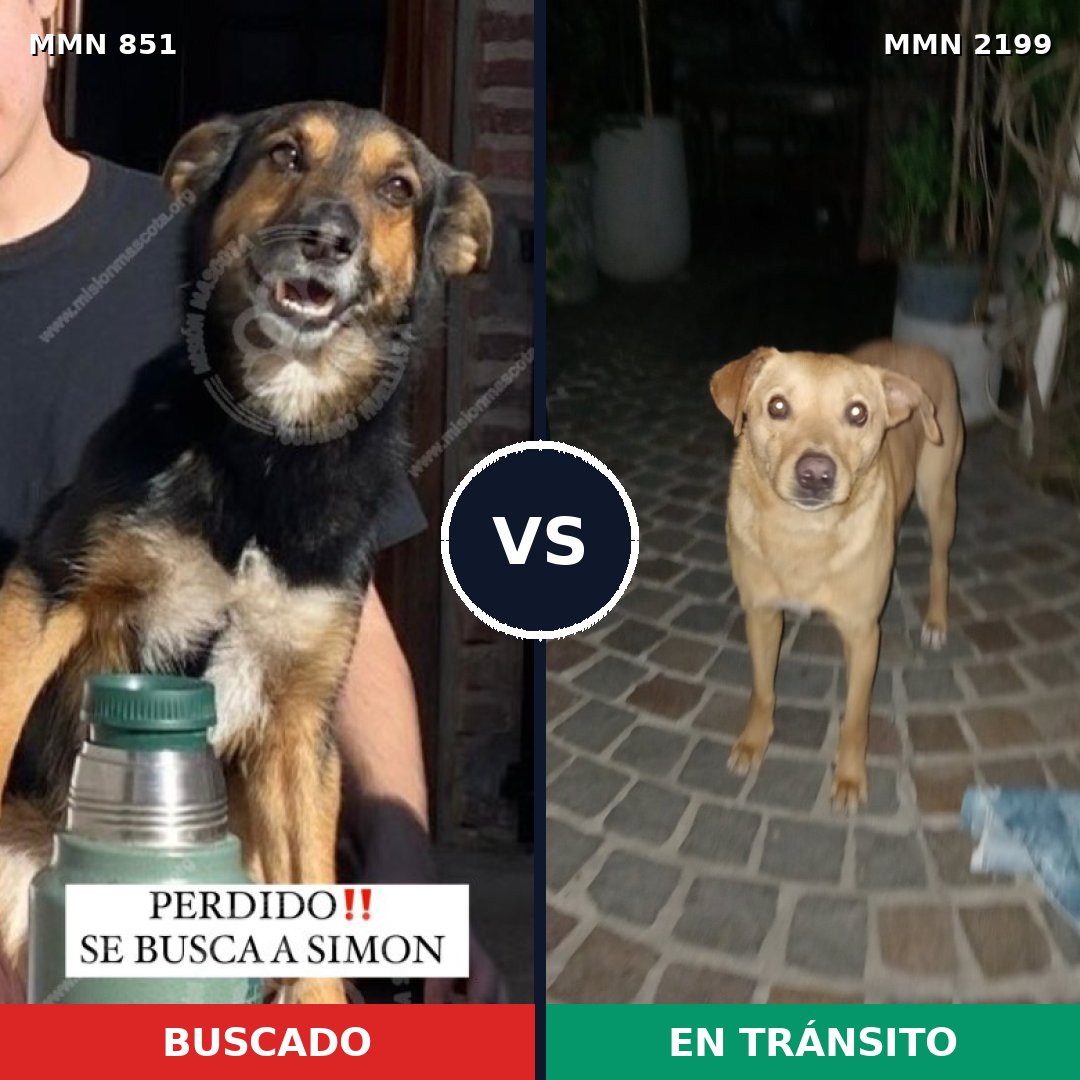 Comparativa MMS 66038: mascota perdida y mascota encontrada, 77% de similitud
