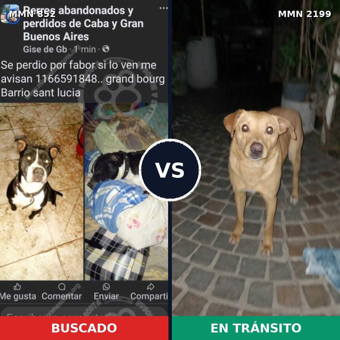 Comparativa MMS 66039: mascota perdida y mascota encontrada, 44% de similitud