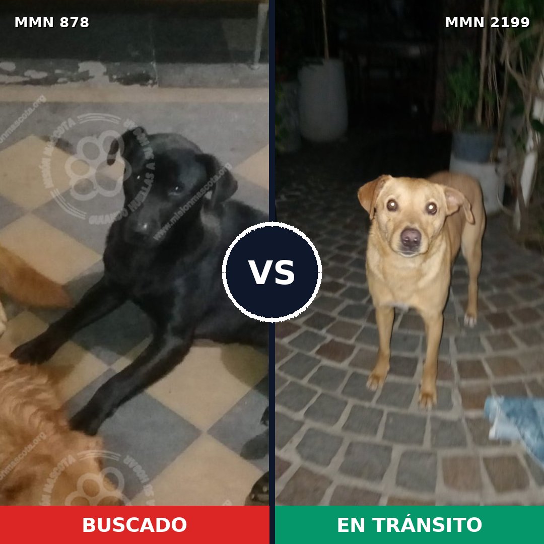 Comparativa MMS 66040: mascota perdida y mascota encontrada, 52% de similitud