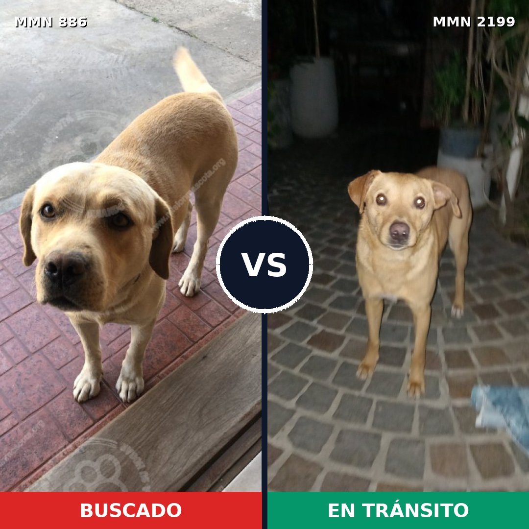 Comparativa MMS 66041: mascota perdida y mascota encontrada, 43% de similitud