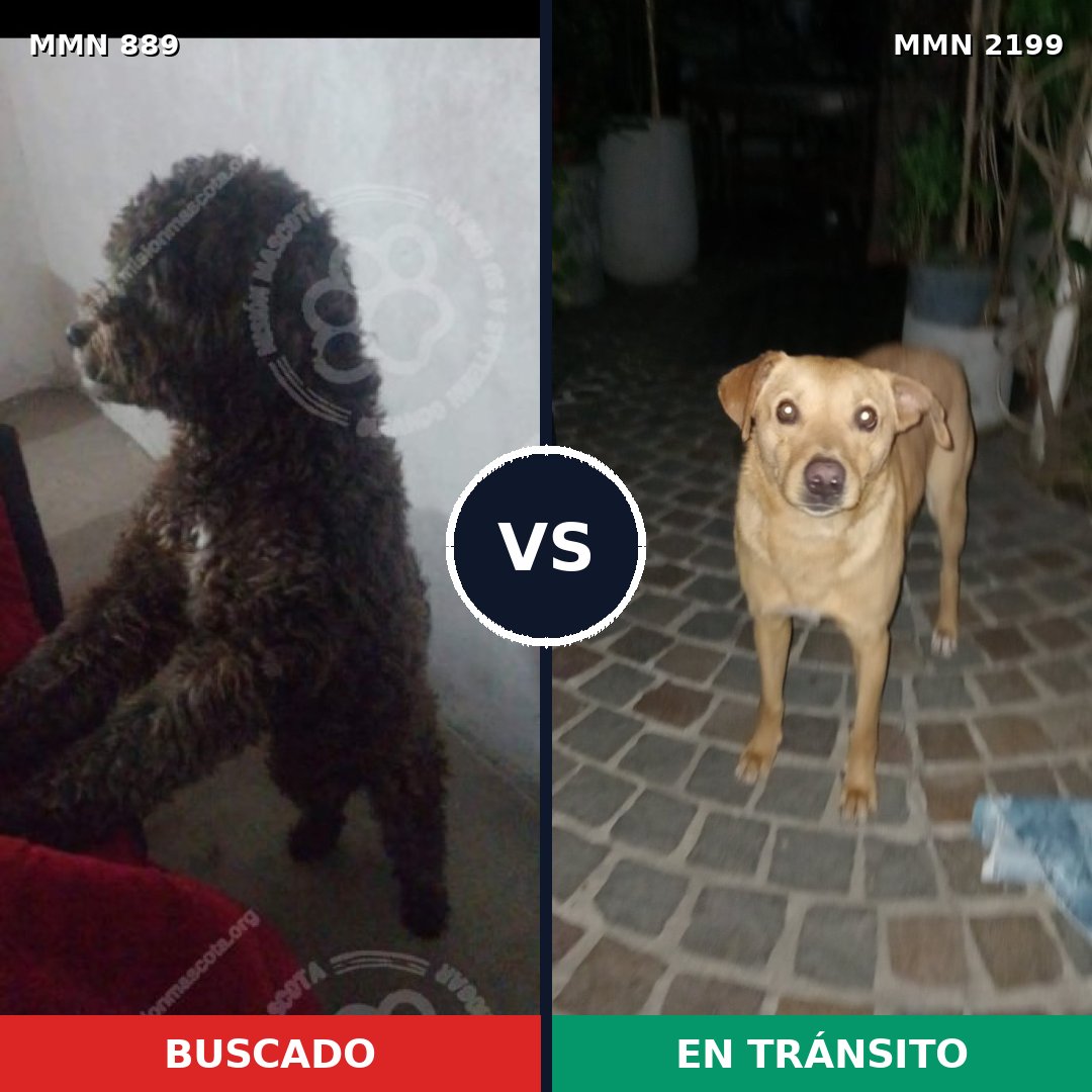Comparativa MMS 66042: mascota perdida y mascota encontrada, 41% de similitud