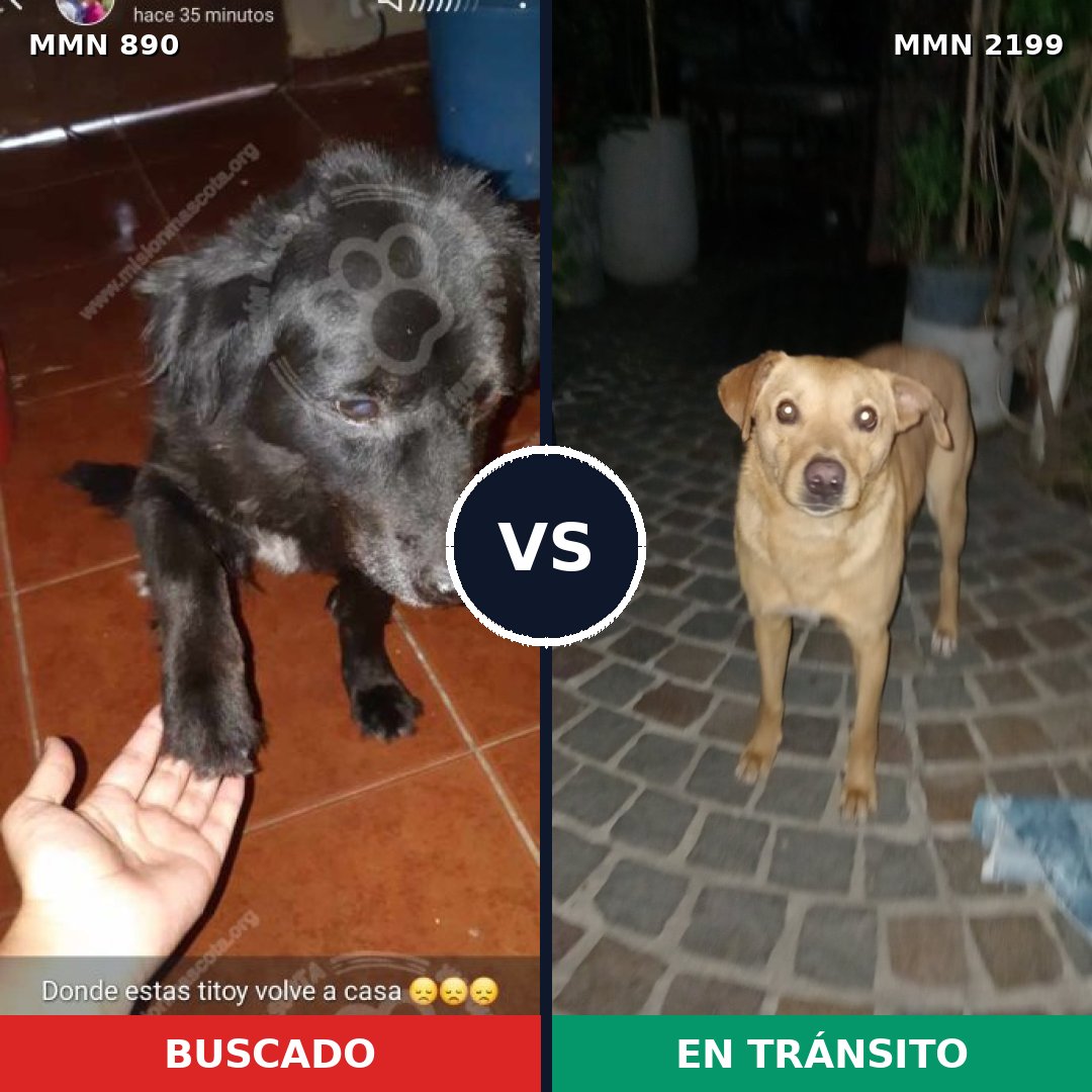 Comparativa MMS 66043: mascota perdida y mascota encontrada, 45% de similitud