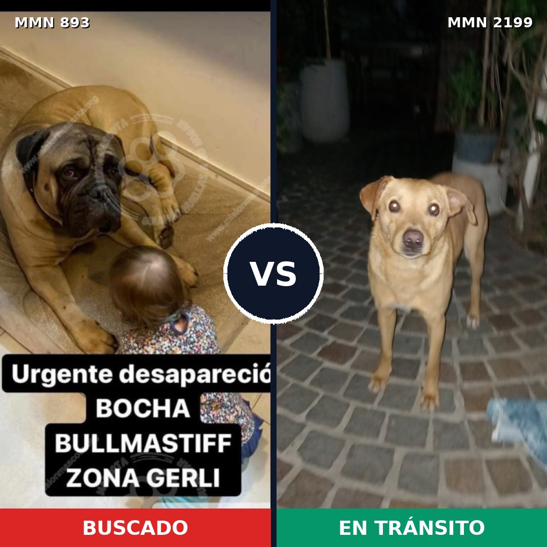Comparativa MMS 66044: mascota perdida y mascota encontrada, 26% de similitud