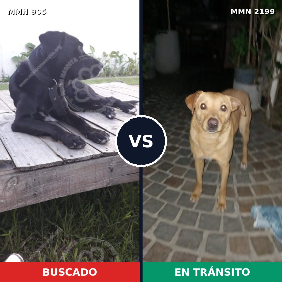 Comparativa MMS 66045: mascota perdida y mascota encontrada, 77% de similitud