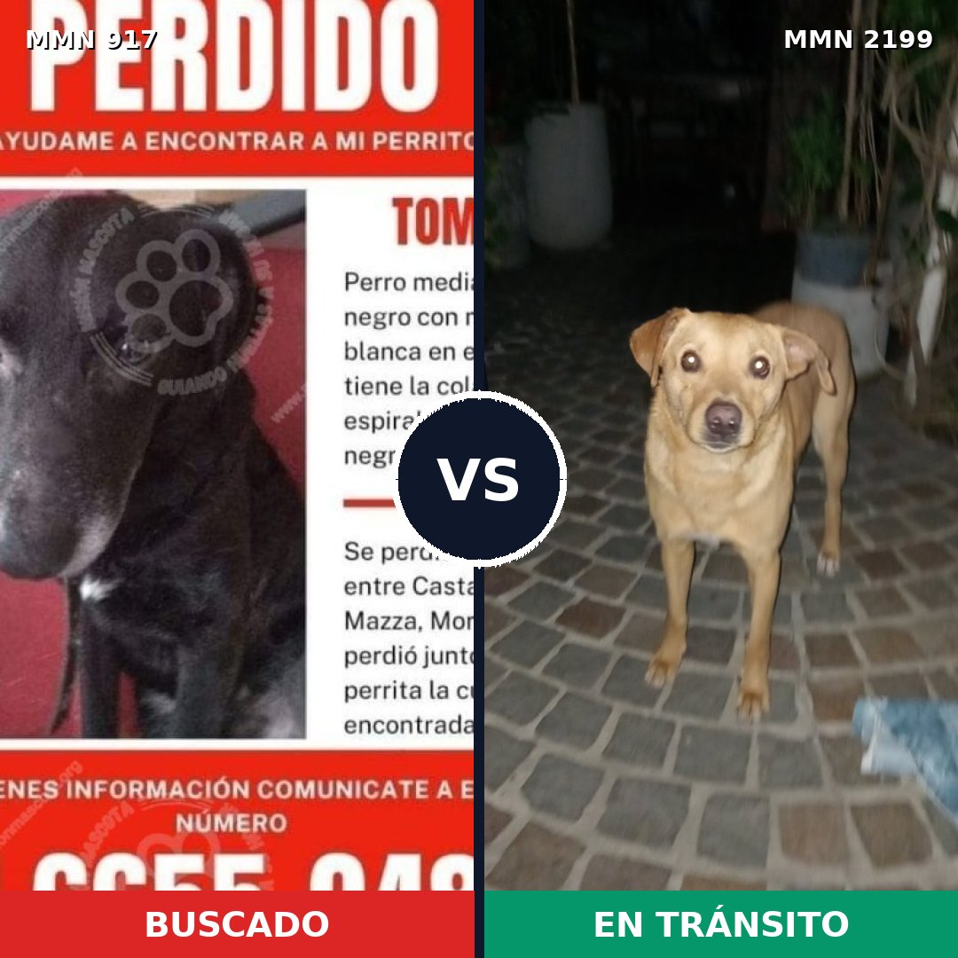 Comparativa MMS 66046: mascota perdida y mascota encontrada, 50% de similitud