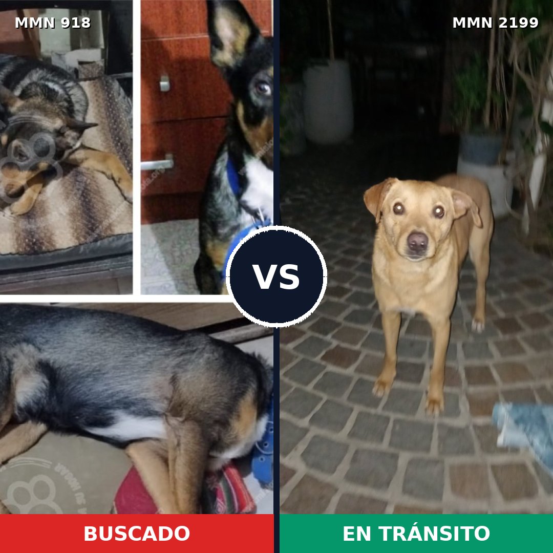 Comparativa MMS 66047: mascota perdida y mascota encontrada, 45% de similitud