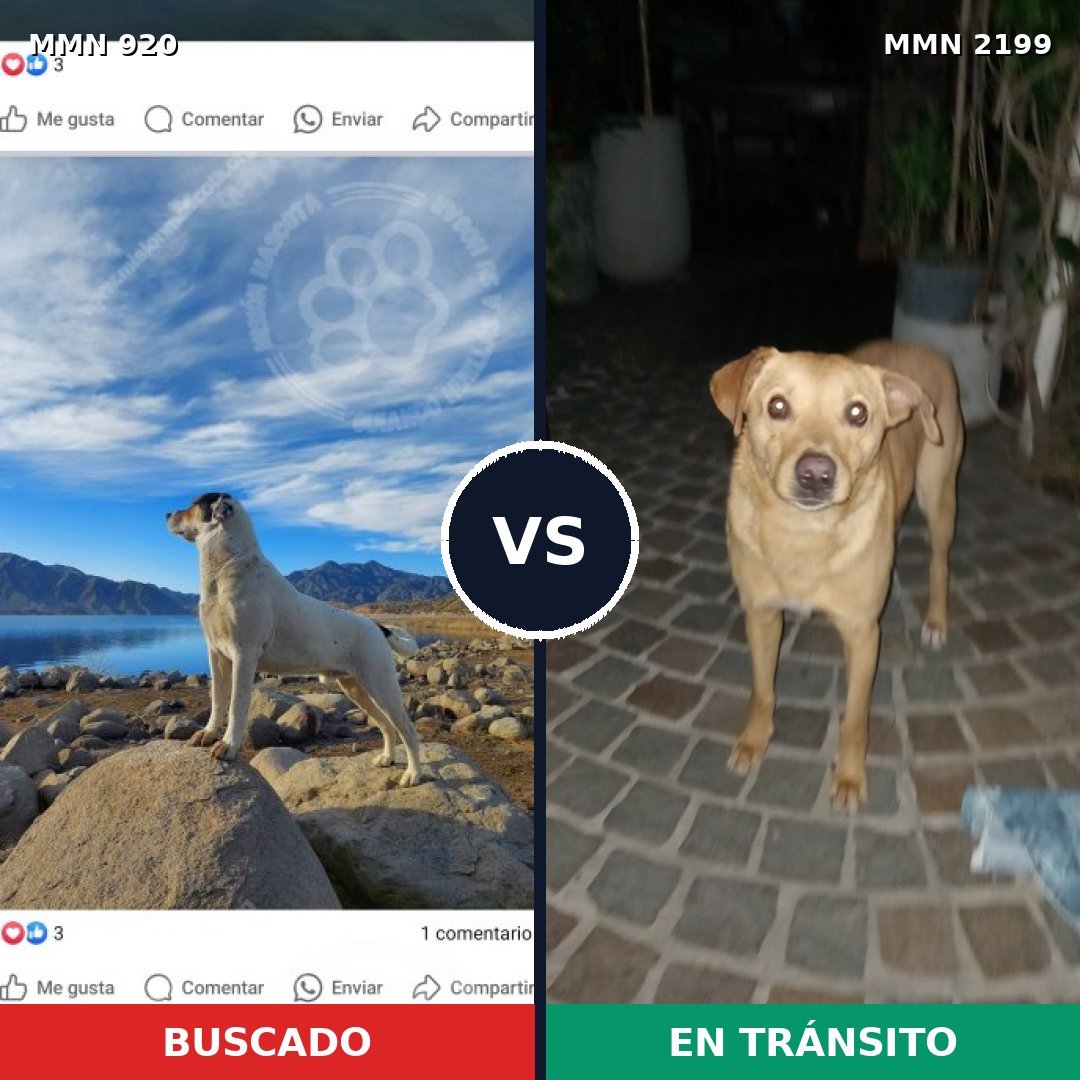 Comparativa MMS 66048: mascota perdida y mascota encontrada, 29% de similitud