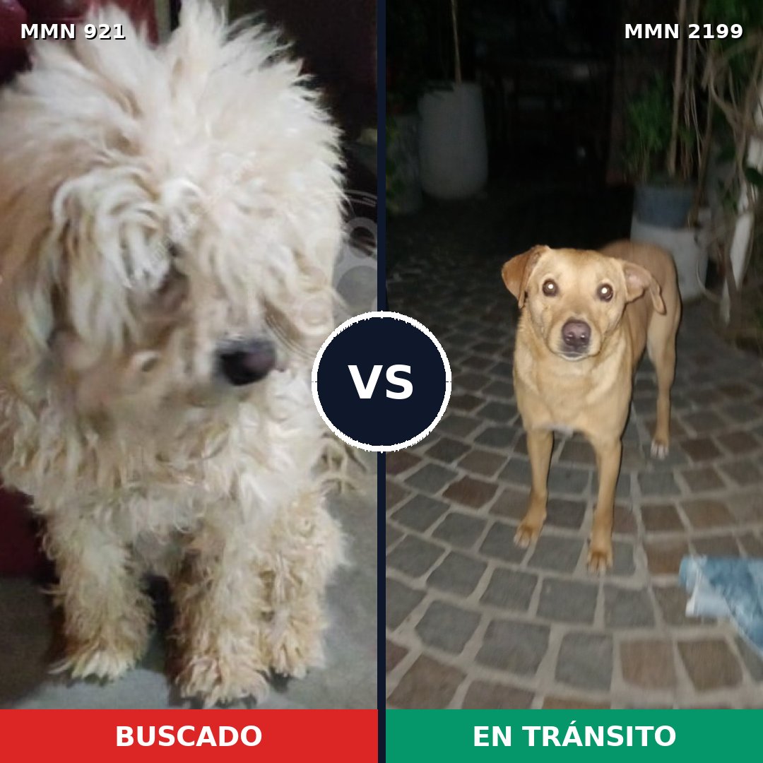 Comparativa MMS 66049: mascota perdida y mascota encontrada, 45% de similitud