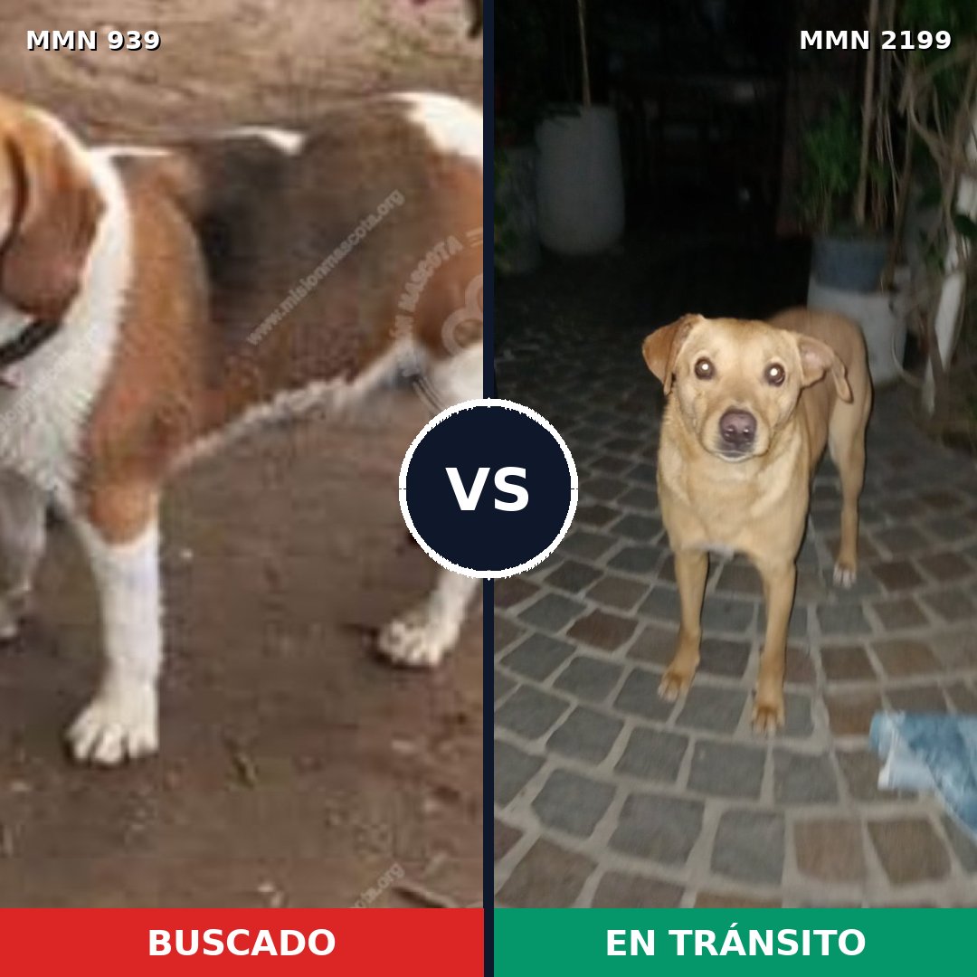 Comparativa MMS 66050: mascota perdida y mascota encontrada, 50% de similitud