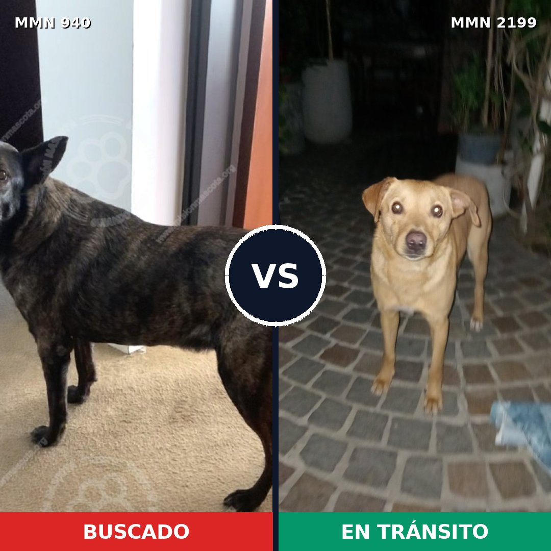 Comparativa MMS 66051: mascota perdida y mascota encontrada, 52% de similitud