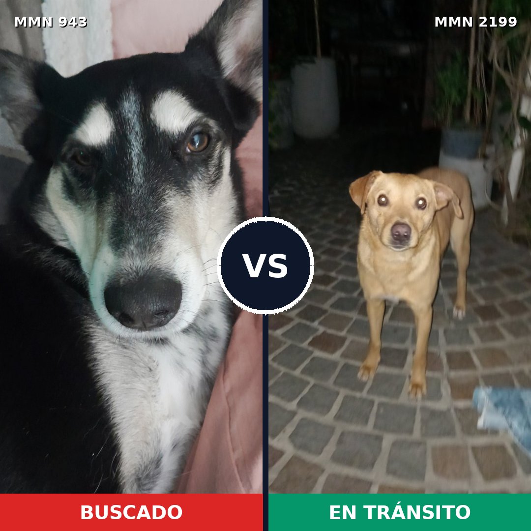 Comparativa MMS 66052: mascota perdida y mascota encontrada, 72% de similitud