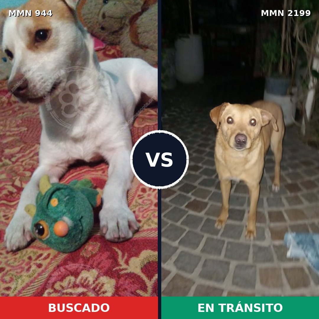 Comparativa MMS 66053: mascota perdida y mascota encontrada, 80% de similitud