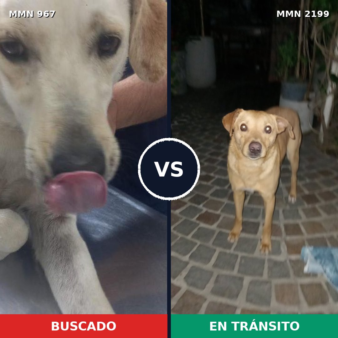 Comparativa MMS 66054: mascota perdida y mascota encontrada, 69% de similitud