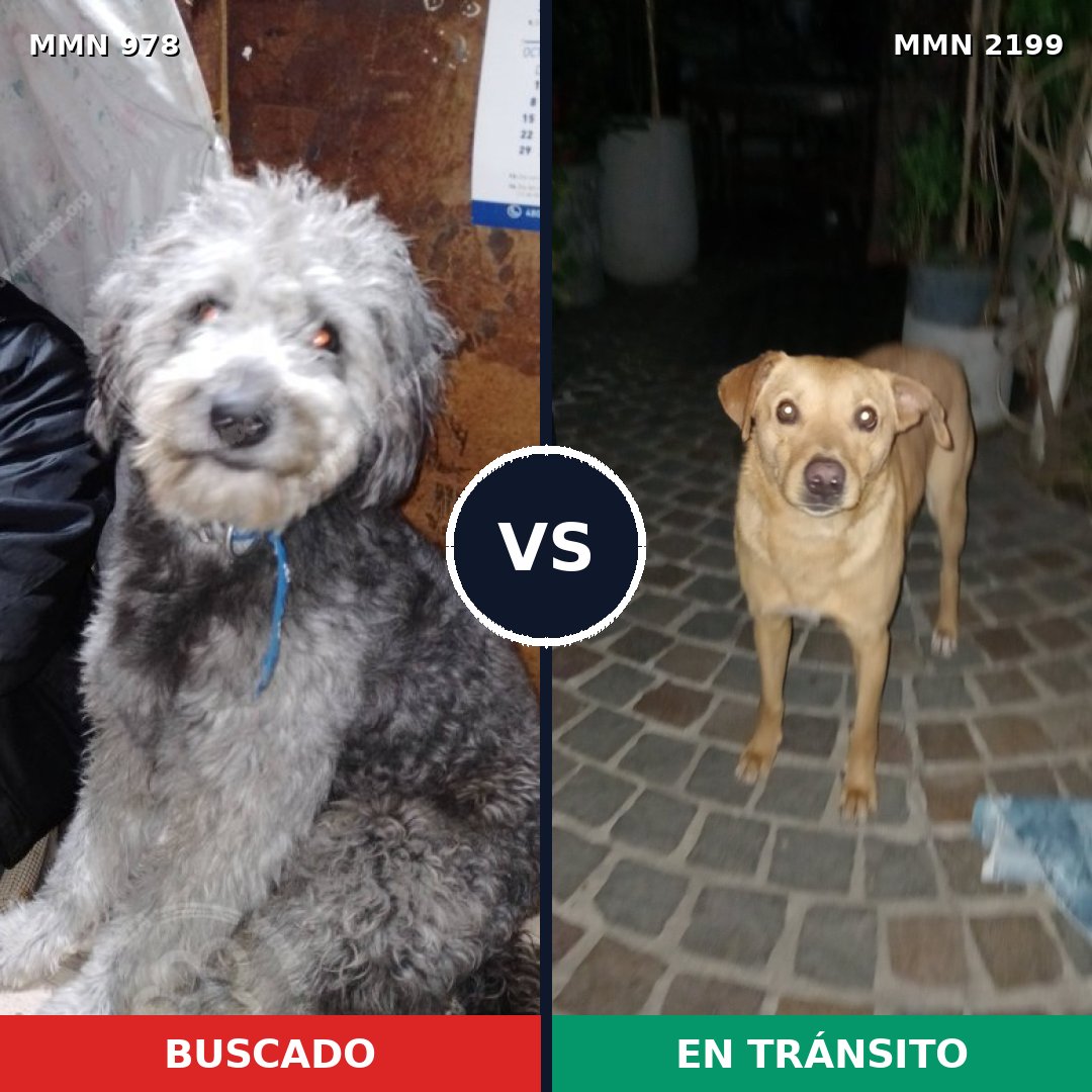 Comparativa MMS 66055: mascota perdida y mascota encontrada, 50% de similitud