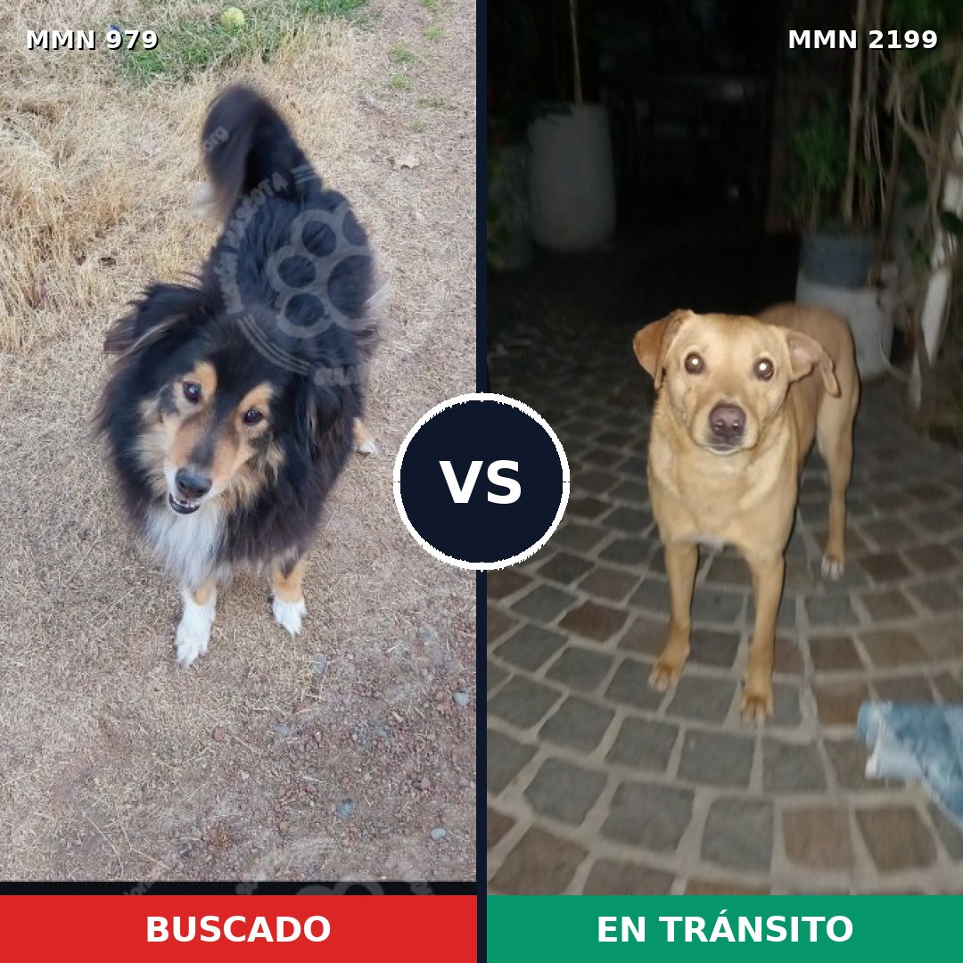 Comparativa MMS 66056: mascota perdida y mascota encontrada, 39% de similitud