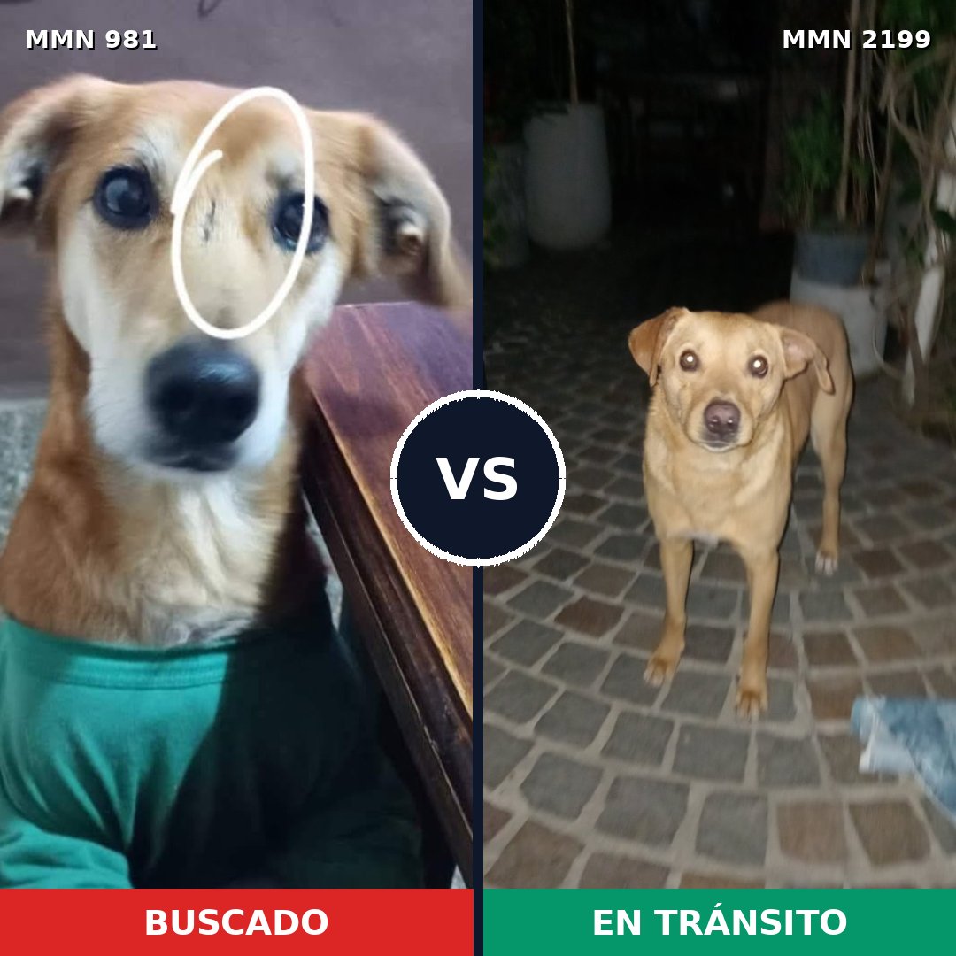 Comparativa MMS 66057: mascota perdida y mascota encontrada, 82% de similitud