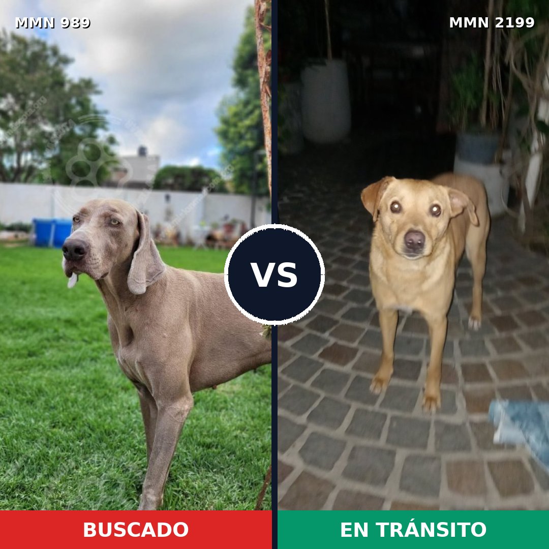 Comparativa MMS 66058: mascota perdida y mascota encontrada, 40% de similitud