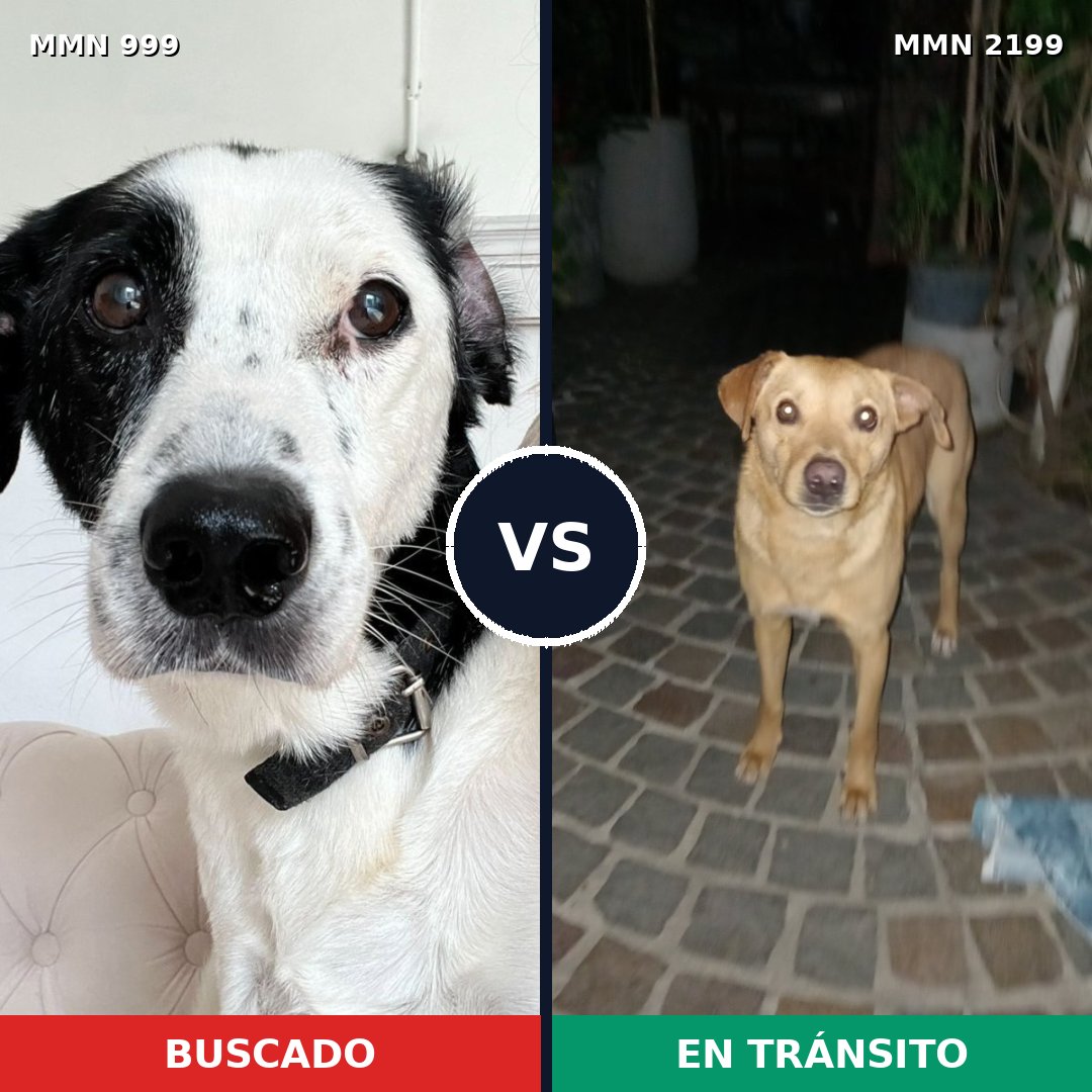 Comparativa MMS 66059: mascota perdida y mascota encontrada, 58% de similitud