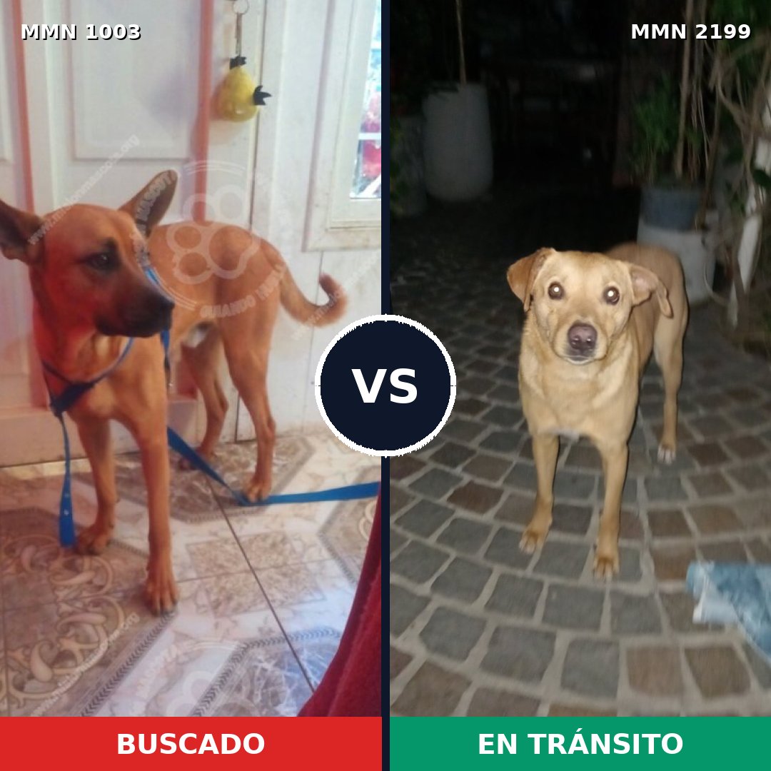 Comparativa MMS 66060: mascota perdida y mascota encontrada, 40% de similitud