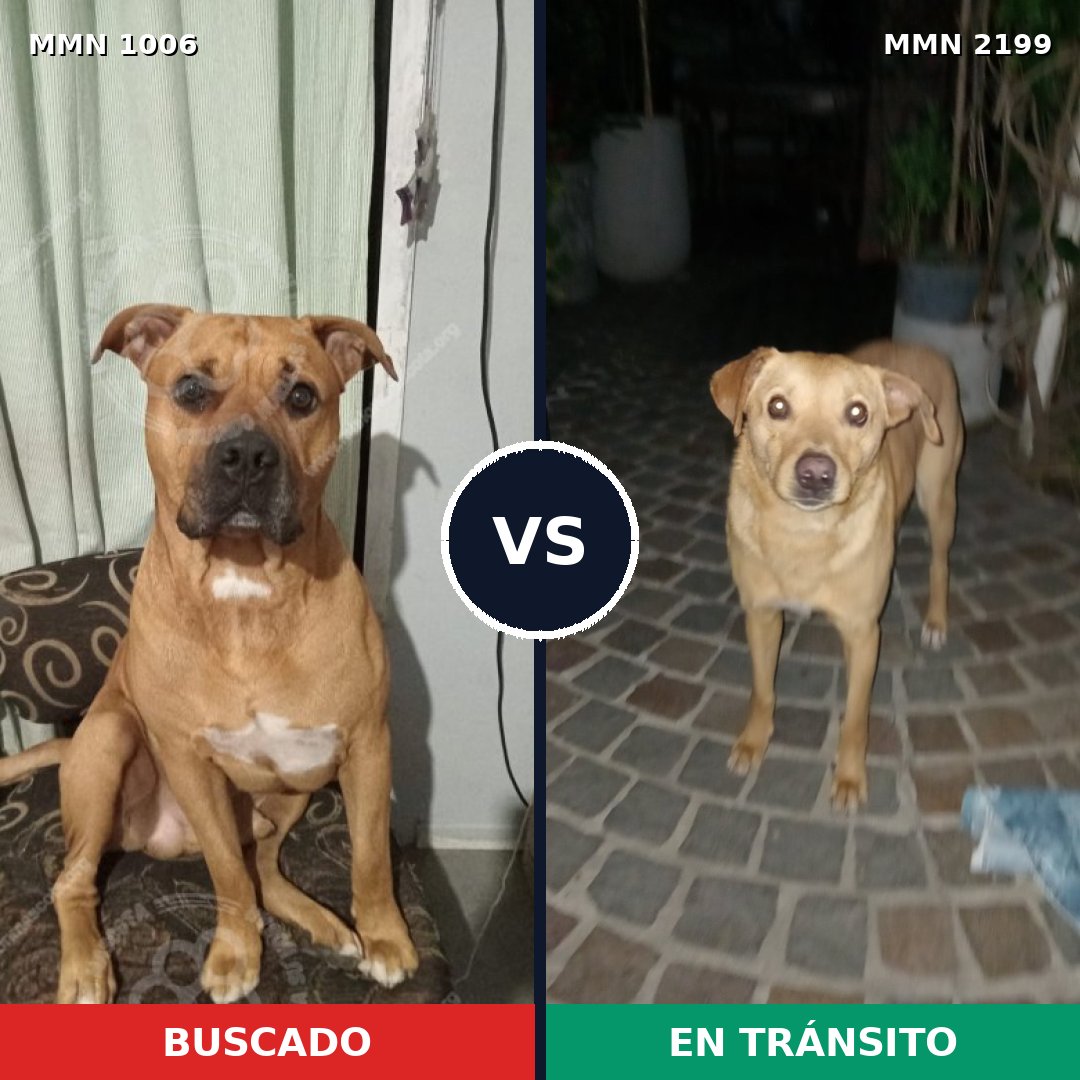 Comparativa MMS 66061: mascota perdida y mascota encontrada, 73% de similitud