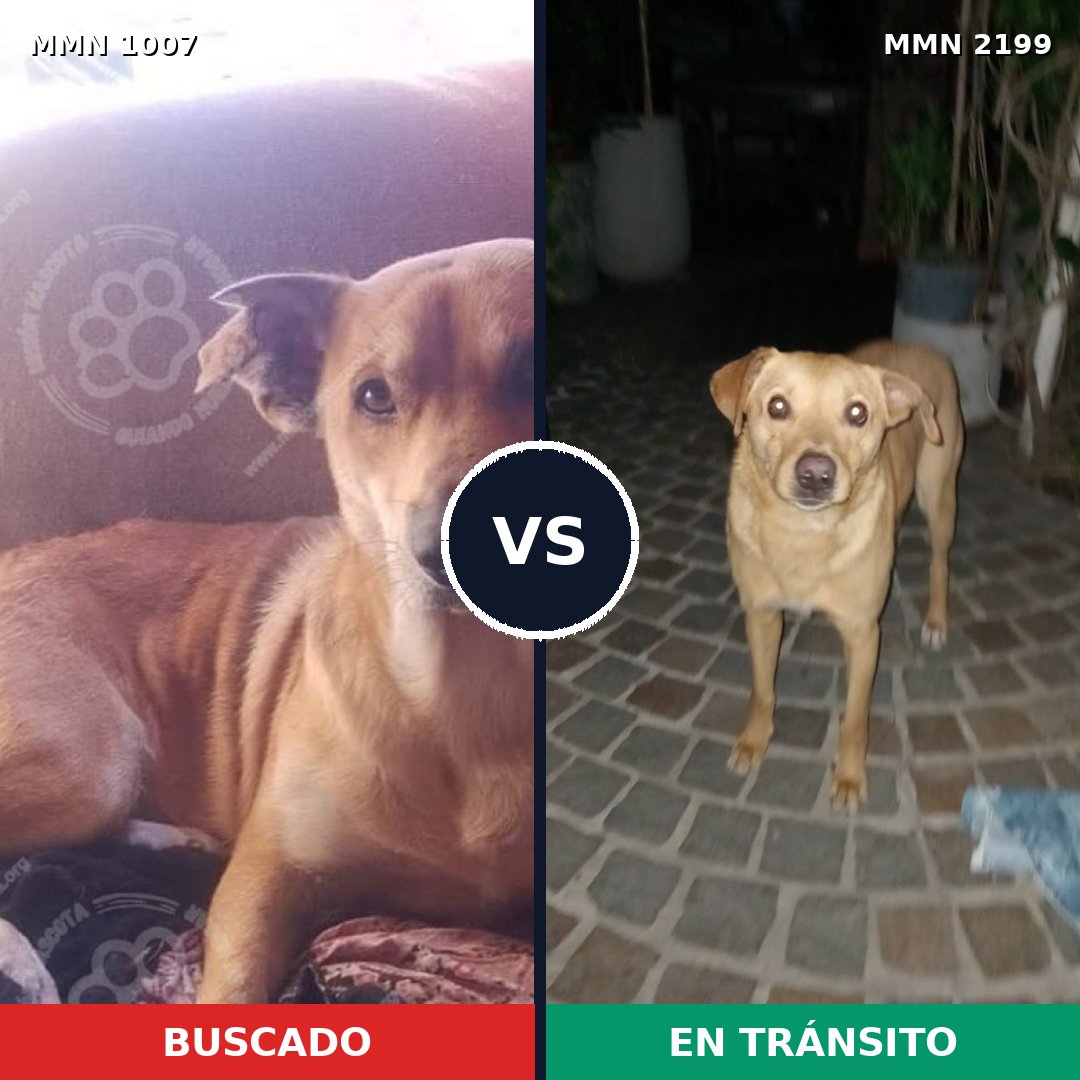 Comparativa MMS 66062: mascota perdida y mascota encontrada, 92% de similitud