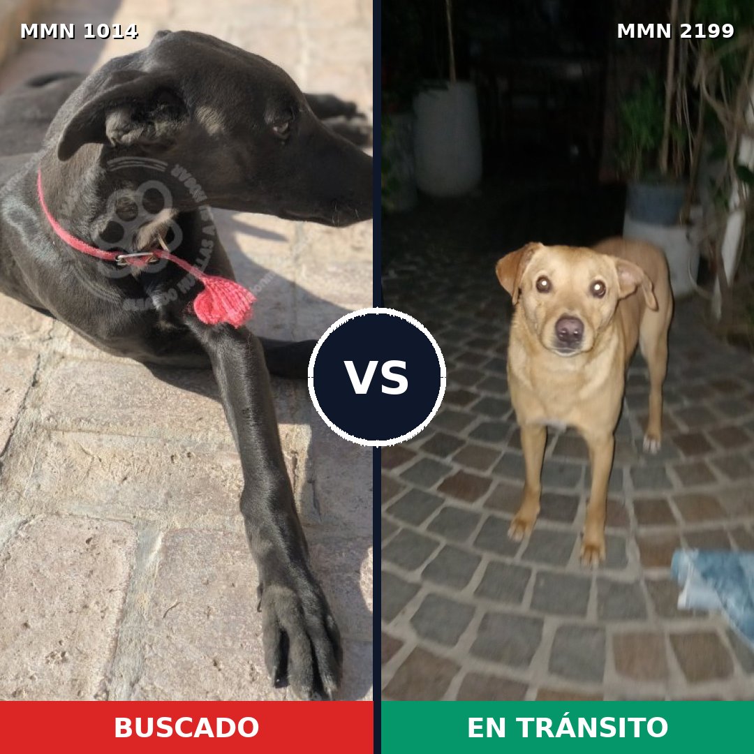 Comparativa MMS 66063: mascota perdida y mascota encontrada, 37% de similitud