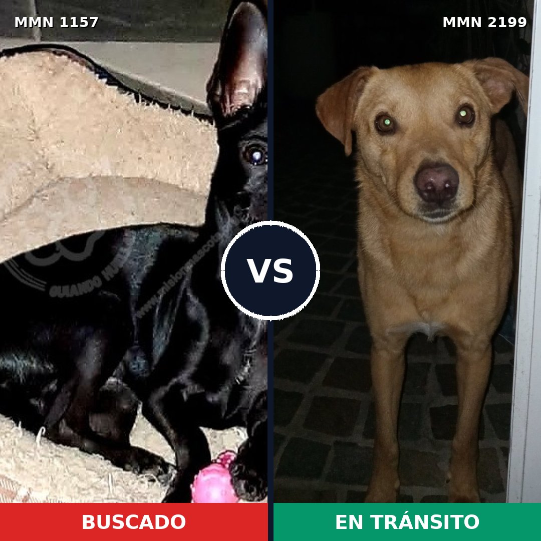 Comparativa MMS 66065: mascota perdida y mascota encontrada, 34% de similitud