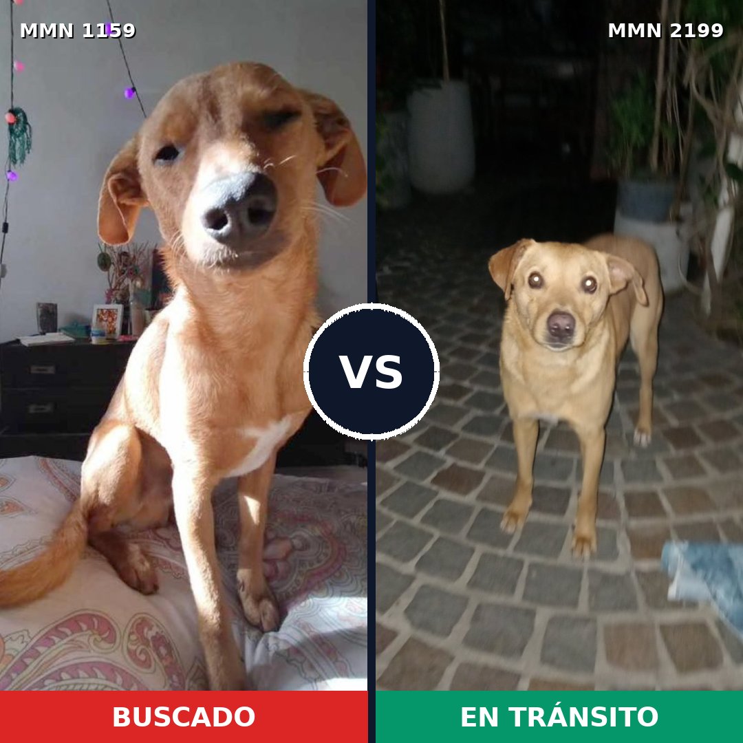 Comparativa MMS 66066: mascota perdida y mascota encontrada, 80% de similitud