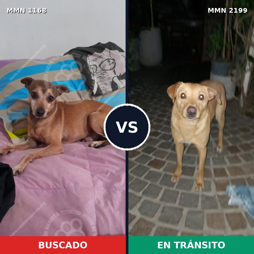 Comparativa MMS 66067: mascota perdida y mascota encontrada, 43% de similitud