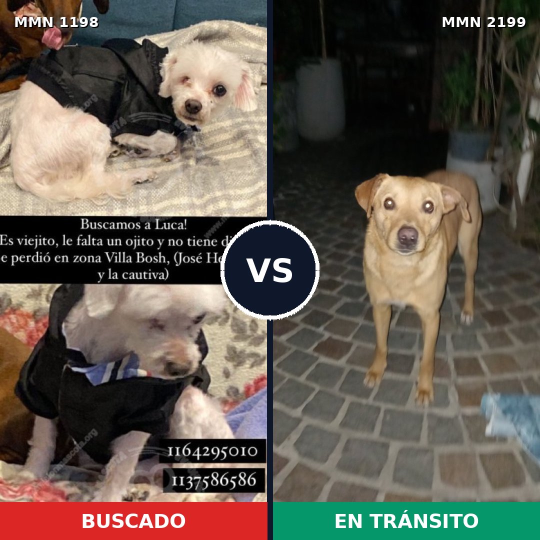 Comparativa MMS 66068: mascota perdida y mascota encontrada, 51% de similitud