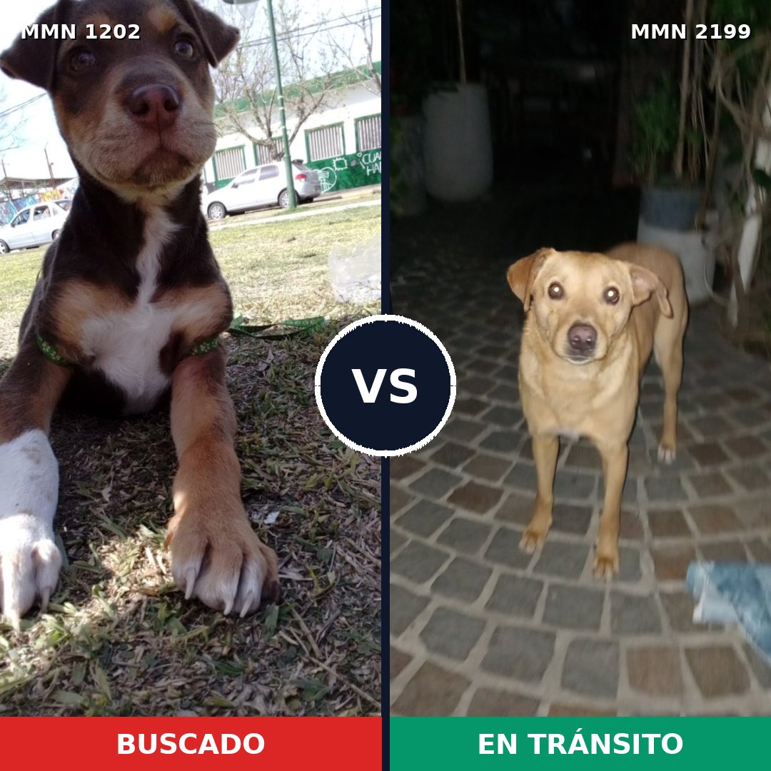 Comparativa MMS 66069: mascota perdida y mascota encontrada, 46% de similitud