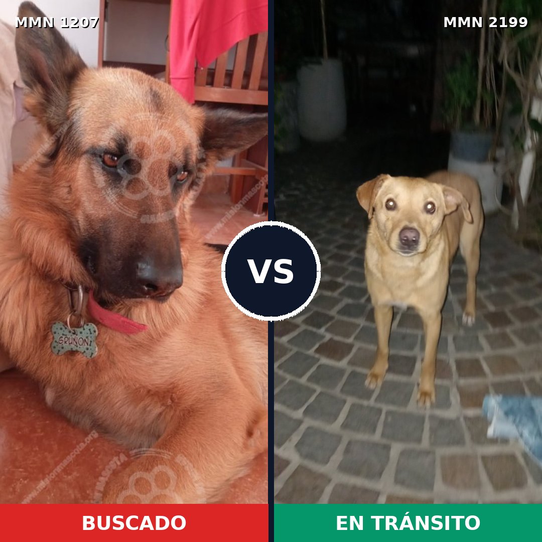 Comparativa MMS 66070: mascota perdida y mascota encontrada, 29% de similitud