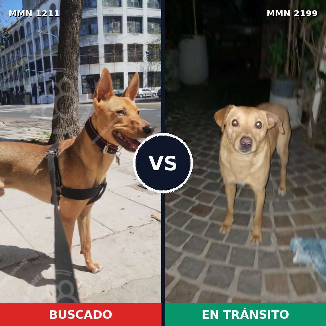 Comparativa MMS 66071: mascota perdida y mascota encontrada, 87% de similitud