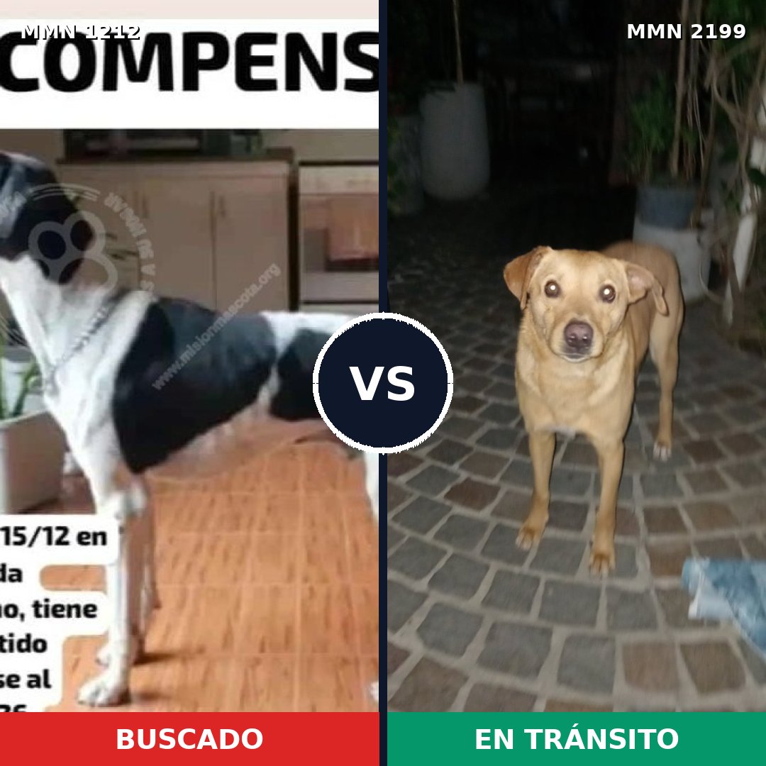 Comparativa MMS 66072: mascota perdida y mascota encontrada, 38% de similitud