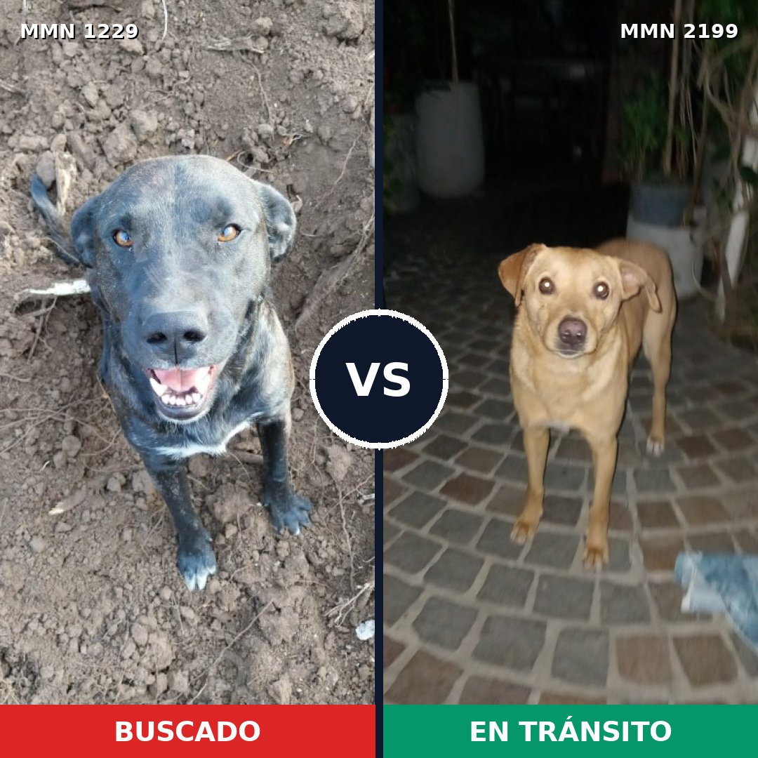 Comparativa MMS 66074: mascota perdida y mascota encontrada, 43% de similitud