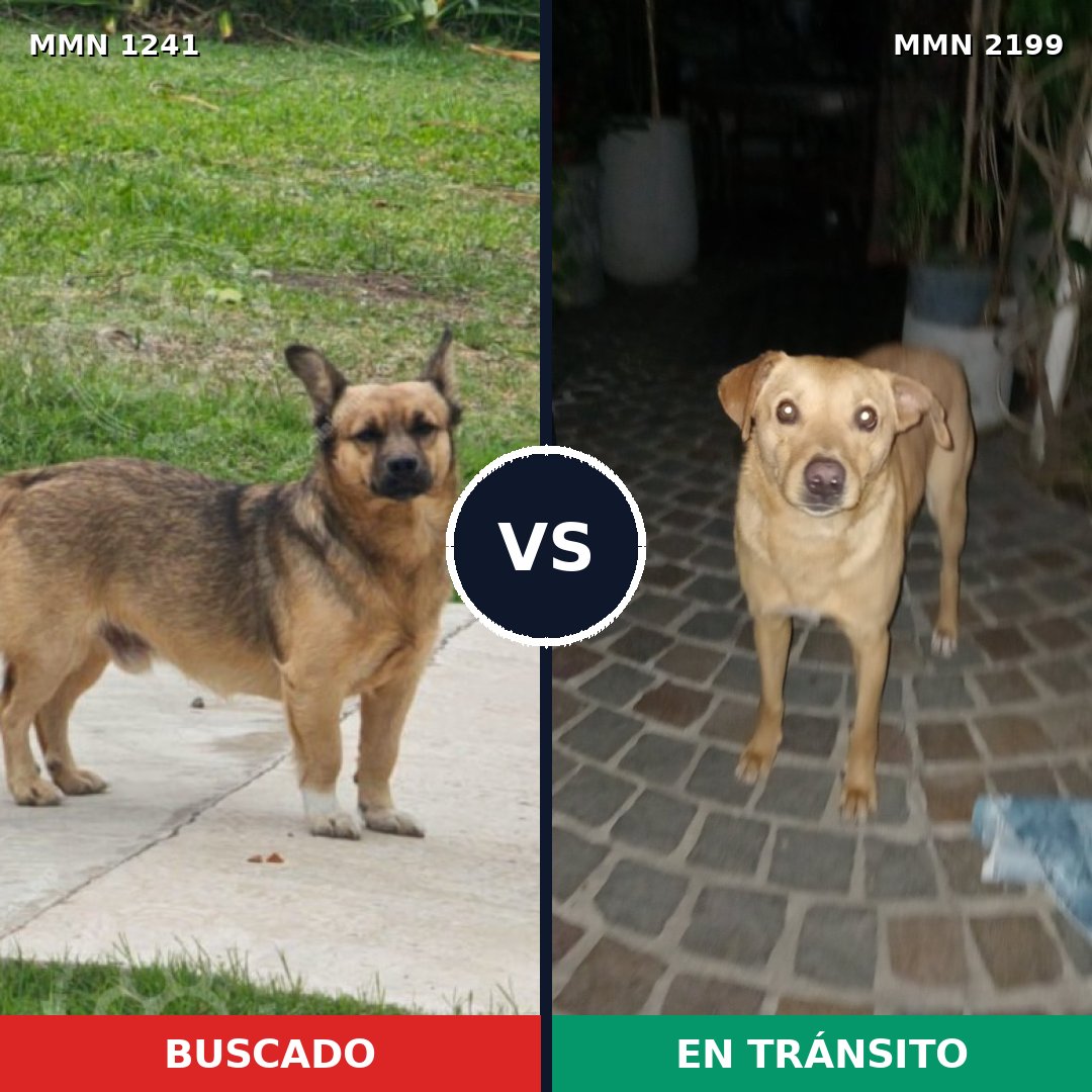 Comparativa MMS 66075: mascota perdida y mascota encontrada, 69% de similitud