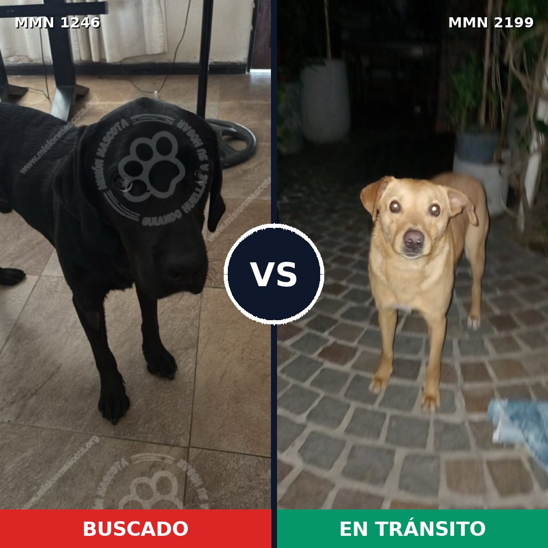 Comparativa MMS 66076: mascota perdida y mascota encontrada, 43% de similitud