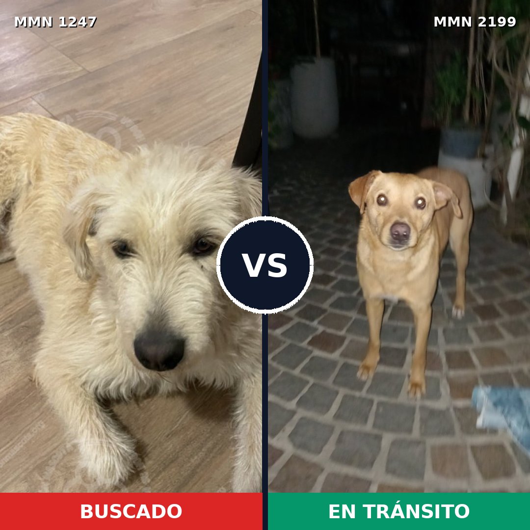 Comparativa MMS 66077: mascota perdida y mascota encontrada, 85% de similitud